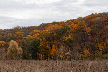 Autumn countryside colorful forest and dry grass field with cloudy grey sky