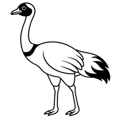 illustration of an ostrich