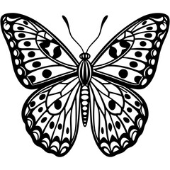 butterfly illustration