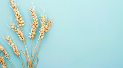 Fototapeta premium Golden wheat ear over plain blue background