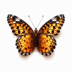 Fototapeta premium Beautiful colorful butterfly isolated over white background