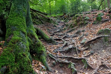 Trees with a lot of gnarled roots in the forest