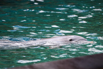 Naklejka premium Dolphin's swimming at the aquarium