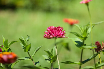 Flowers from all around