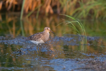 Pectoral Sandpiper