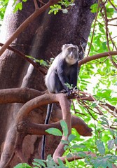  a vervet monkey sitting in a tree in the forest in lake myanara park on safari in  tanzania, east africa 