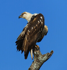 an african fish eagle perched high in a tree on a sunny day in tarangire national park, tanzania, east africa   