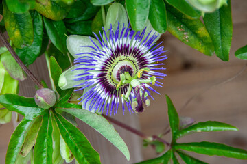 Eine blühende Passionsblume in den Farben Violet und grün