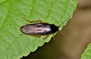 Smokybrown Cockroach Periplaneta fuliginosa insect leaf nature Springtime pest control agriculture.