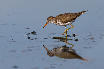 Spotted Sandpiper