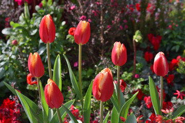 サウスゲートビルのチューリップ