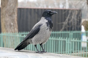 A hooded crow in a London park looks ahead showing its blue eye with black pupil.