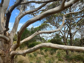 Long grey eucalypyt tree branches reaching out like fingers in closeup.