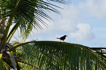 A thrush surveys its surroundings from a Caribbean palm frond. A thrush nest is nearby, out of view.