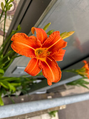 Lily Naranja