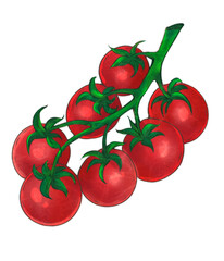 A branch of ripe cherry tomatoes on a white background