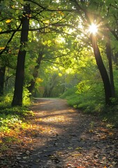 Obraz premium The sun shines through the trees in the forest