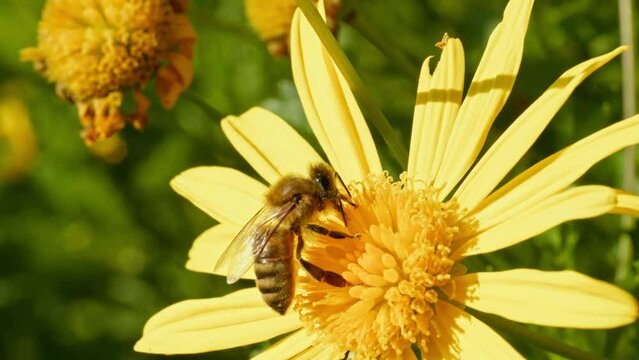 bee on yellow flower
