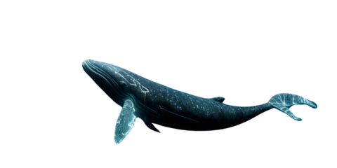 whale under the sea - 1