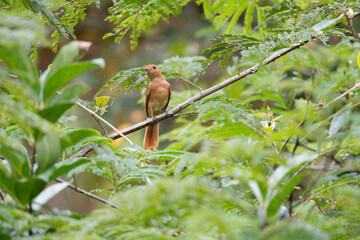Maria-ferrugem (Casiornis rufus)