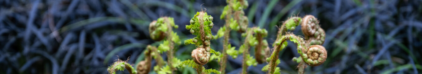 Contrast in nature, fresh new bight green spring growth of a bracken fern with golden fiddleheads against a background of black mondo grass, as a nature background
