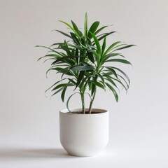 Dracaena in a matte white ceramic pot with a minimalist design isolated on a solid white background