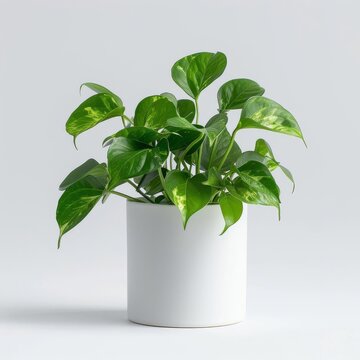 Pothos plant in a matte white ceramic pot with a minimalist design isolated on a solid white background