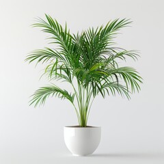 Fototapeta premium Tall areca palm in a white minimalist pot isolated on a solid white background