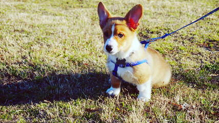 A cute, adorable, energetic, curious, and playful corgi puppy playing indoors and outdoors. Corgi dog in the park. corgi puppies are affectionate and intelligent companions.    © Maryyivv