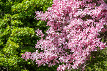 Obraz premium Dogwood tree covered in happy pink flowers on a sunny spring day, new green leaf growth on a maple tree in the background 