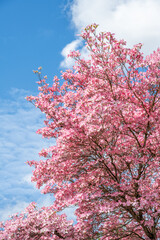 Dogwood tree covered in happy pink flowers on a sunny spring day, blue sky and white fluffy clouds in the background
