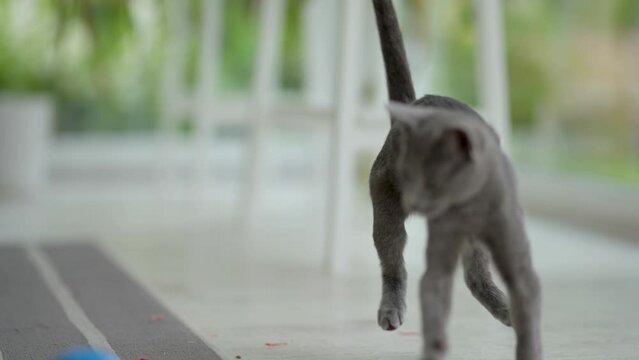 Young playful Russian Blue kitten playing with blue ball by the window, getting the zoomies. Gorgeous blue-gray cat with green eyes. Family pet at home.