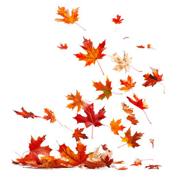 Colorful maple leaves are falling to the ground on transparent background
