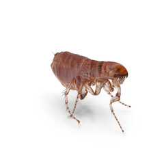 Closse up pulex irritans flea macro