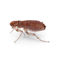 Pulex irritans human flea