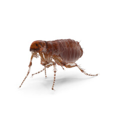 Closse up pulex irritans flea macro