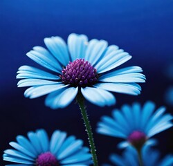Fototapeta premium daisy flower, garden, plant, purple, blossom, beauty, flora, macro, summer, spring, petal, bloom, cosmos, floral, closeup