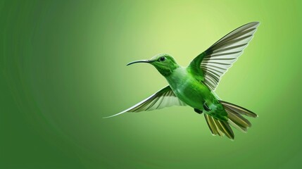 Green bird flying on solid green background. isolated on a solid green background. Illustrations