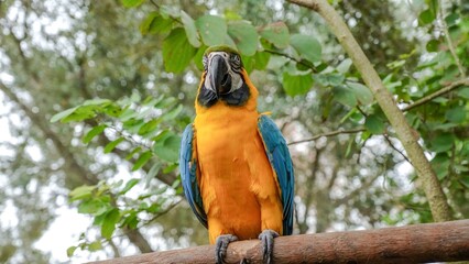 Brightly colored parrot on a branch with blurred foliage in the background
