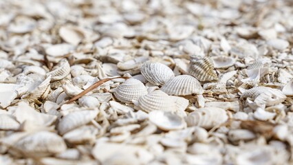 Close-up of a beautiful collection of assorted seashells on sandy beach with serene ocean background