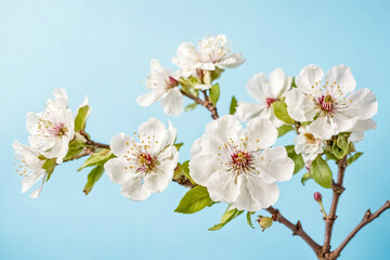 Fototapeta premium Delicate White Blossoms on a Branch Against a Blue Background