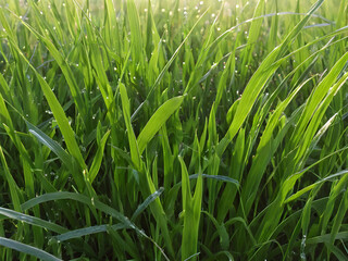 green grass with dew drops Beautiful seen 4 K premium high quality image background green