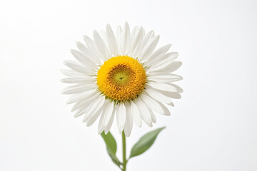 Single Daisy Flower Isolated on White Background