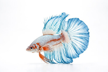 Obraz premium Siamese Fighting Fish with Blue and Orange Fins Isolated on White Background