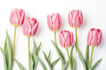 Fototapeta premium Pink Tulips on White Background