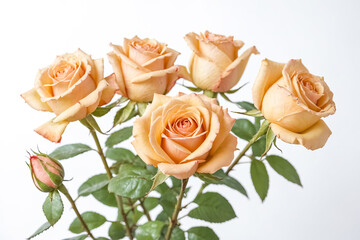Peach Roses Bouquet on White Background