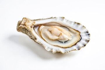 Fresh oyster on white background