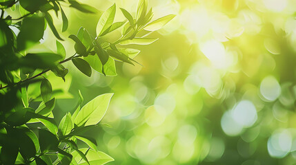 Obraz premium Beautiful blurred green background