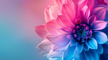 Fototapeta premium Vibrant gradient flower in pink and blue tones