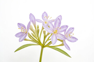 Delicate Purple Flowers on White Background